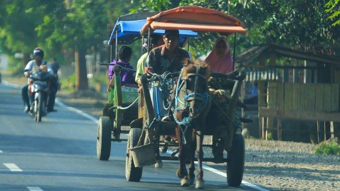 Delman Di Sebutkan “Benhur” Di Sumbawa